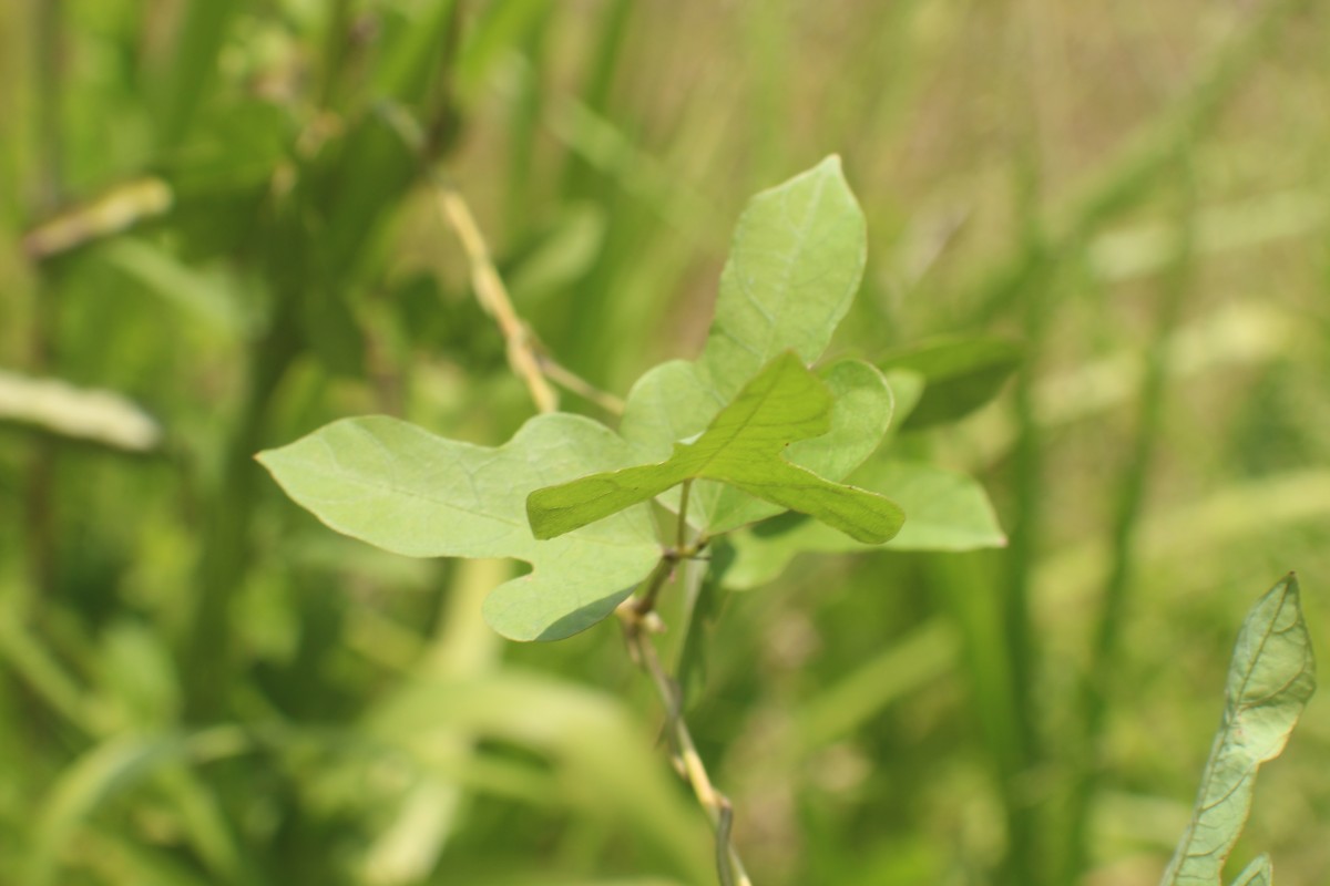 Psophocarpus scandens (Endl.) Verdc.